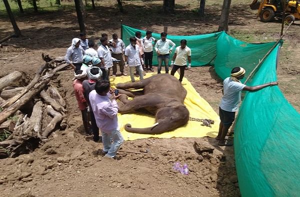 गडचिरोलीत हत्ती गाळात रुतला, तडफडून थकला, 20 दिवसांनी उपचारादरम्यान मृत्यू