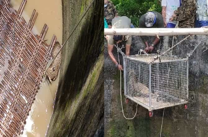 विहिरीत पडलेल्या बिबट्याचं रेस्क्यू ऑपरेशन, तरंगत्या कड्यावरुन बिबट्या पिंजऱ्यात
