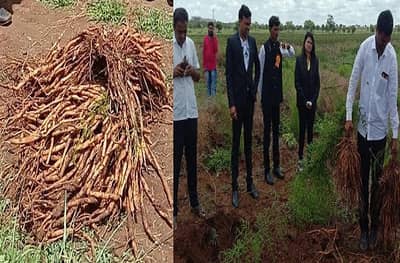 उचलली रिस्क, प्रॉफिट फिक्स! बीडमध्ये शतावरीचं पीक घेऊन तब्बल 10 लाखांचं उत्पन्न!