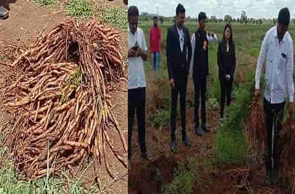 उचलली रिस्क, प्रॉफिट फिक्स! बीडमध्ये शतावरीचं पीक घेऊन तब्बल 10 लाखांचं उत्पन्न!