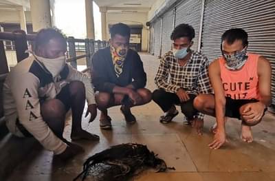 उरण जंगलात शिकाऱ्यांचा हैदोस, मृतावस्थेत लांडोर सापडल्या, 4 शिकारी ताब्यात