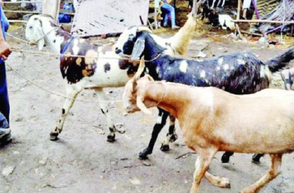 बकरी ईदला कुर्बानीसाठी सूट द्या, नसीम खान यांची मुख्यमंत्र्यांकडे मागणी