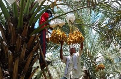 मॅजिक नाही तर लॉजिक, नोकरीनंतर शेतकऱ्याची सेकंड इनिंग, खजूर शेतीतून 8 लाखाचं उत्पन्न