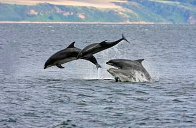 समुद्रावर अधिराज्य गाजवण्यासाठी रशियाची डॉल्फिन फौज, अमेरिकेला मोठं आव्हान
