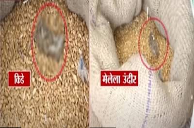 टीव्ही 9 चा दणका : रेशनच्या धान्यात मृत उंदीर सापडल्याचे प्रकरण, अन्न वितरण विभागाची तातडीची पावले