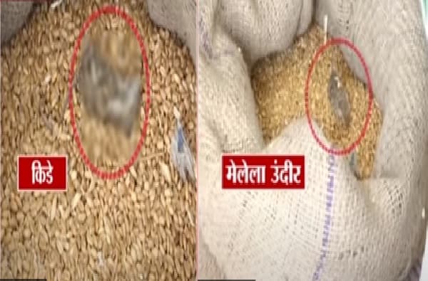 टीव्ही 9 चा दणका : रेशनच्या धान्यात मृत उंदीर सापडल्याचे प्रकरण, अन्न वितरण विभागाची तातडीची पावले