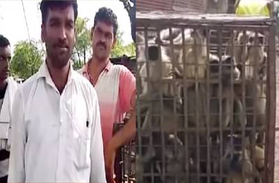 अडीच तासात 70 माकडं जेरबंद, मंकी मॅनने कमावले 30 हजार