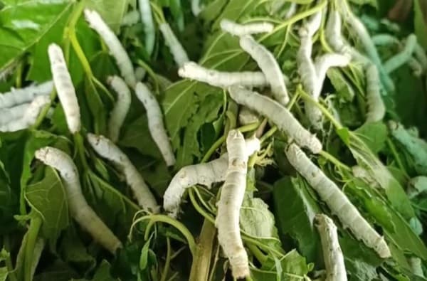 Silk Farming | जय-विरुची जोडी, शेतात राबली, संकटकाळात रेशीम शेतीतून लाखो कमावले