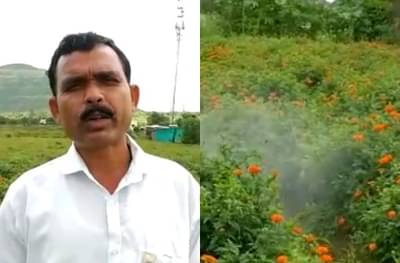 झेंडूला प्रतिकिलो विक्रमी 150-200 रुपयांचा दर, साताऱ्यातील शेतकऱ्याचं माळरानावर 3 महिन्यात 5 लाखांचं उत्पन्न