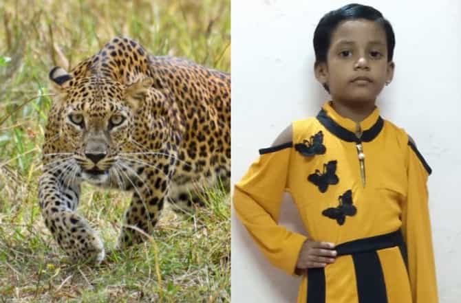 आईसोबत फिरायला गेलेल्या चिमुकलीवर बिबट्याचा हल्ला, CISF जवानाच्या मुलीचा दुर्दैवी मृत्यू