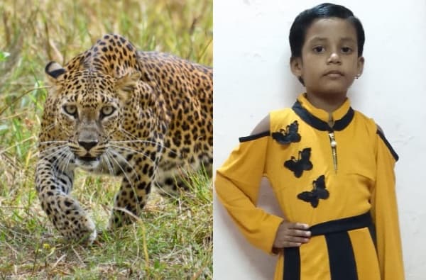आईसोबत फिरायला गेलेल्या चिमुकलीवर बिबट्याचा हल्ला, CISF जवानाच्या मुलीचा दुर्दैवी मृत्यू