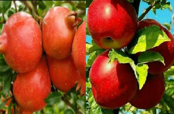 काश्मीरमधील सफरचंदाची नाशिकमध्ये लागवड, डाळींबासाठी प्रसिद्ध असलेल्या ठिकाणी सफरचंदाची बाग