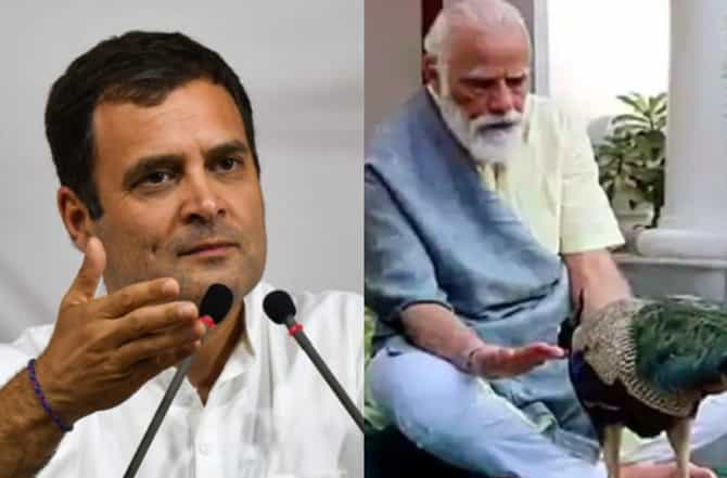 पंतप्रधान मोदी मोरासोबत व्यग्र, नागरिकांनी आपला जीव स्वतः वाचवावा : राहुल गांधी