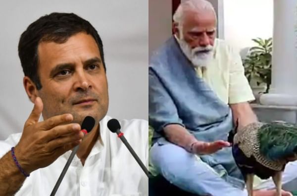 पंतप्रधान मोदी मोरासोबत व्यग्र, नागरिकांनी आपला जीव स्वतः वाचवावा : राहुल गांधी पंतप्रधान मोदी मोरासोबत व्यग्र, नागरिकांनी आपला जीव स्वतः वाचवावा : राहुल गांधी