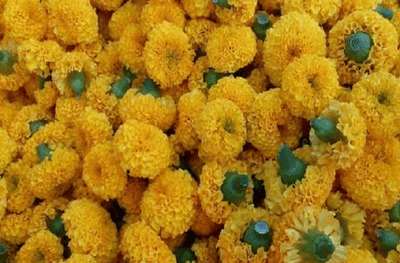 आठ एकर शेतीत कलिंगड, खरबुजाची लागवड, लॉकडाऊनमुळे लाखोंचा तोटा, जून महिन्यात झेंडूची लागवड, 62 लाखांचा नफा