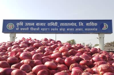 कांद्याची आयात होताच दरात घसरण, सहा महिने साठवणूक करुनही कवडीमोल दर