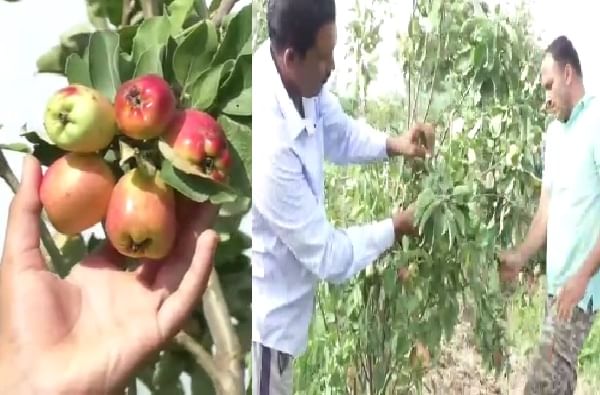 शिरुरमध्ये काश्मीर! ना वेगळे खत, ना मशागत; प्रयोगशील शेतकरी भावंडांकडून सफरचंदाची लागवड