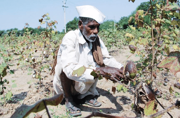 शेतकऱ्यांच्या पदरी निराशा, पावसामुळे कापूस वाळवत ठेवण्याची वेळ