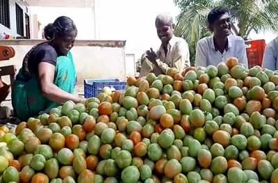 20 गुंठ्यांवर टोमॅटोची लागवड, 6 लाखावर उत्पन्न, मनमाडच्या शेतकऱ्याची कमाल