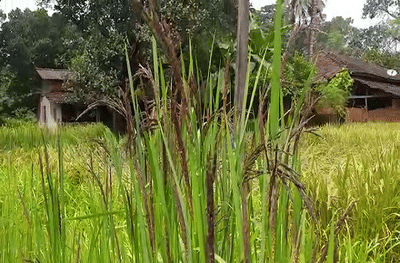 26 वर्षीय इंजिनीअरचा भन्नाट प्रयोग, मुंबईतील नोकरी सोडून दापोलीत काळा तांदूळ पिकवला