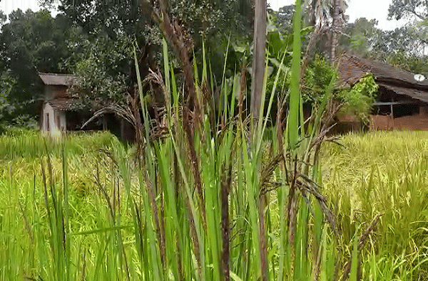 26 वर्षीय इंजिनीअरचा भन्नाट प्रयोग, मुंबईतील नोकरी सोडून दापोलीत काळा तांदूळ पिकवला