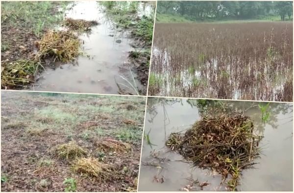 पावसामुळं शेतकरी संकटात, खरिपाच्या पिकांचं नुकसान, वाशिममध्ये वीज पडून दोघांचा मृत्यू