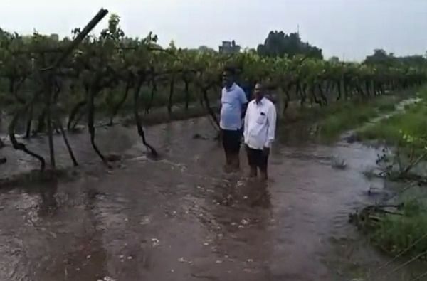 Maharashtra Rain | पंढरपूर तालुक्यातील डाळिंब आणि द्राक्षबागांचं कोट्यावधींचं नुकसान, शेतकरी संकटात