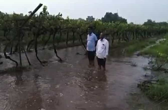 Maharashtra Rain | पंढरपूर तालुक्यातील डाळिंब आणि द्राक्षबागांचं कोट्यावधींचं नुकसान, शेतकरी संकटात