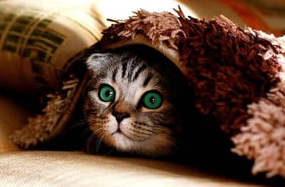 5 लाख देऊन ऑनलाइन मागवलं मांजराचं पिल्लू, बॉक्स उघडताच फुटला घाम