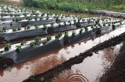 Sangli Rain | दुष्काळात होरपळणाऱ्या शेतकऱ्यांच्या हाता तोंडाशी आलेला घास अस्मानी संकटानं हिरावला