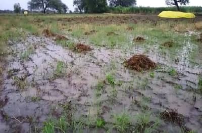 जे तीन वर्षात घडंल नाही ते यंदाच्या खरीपात लातूर विभागात पाहायला मिळालं...!