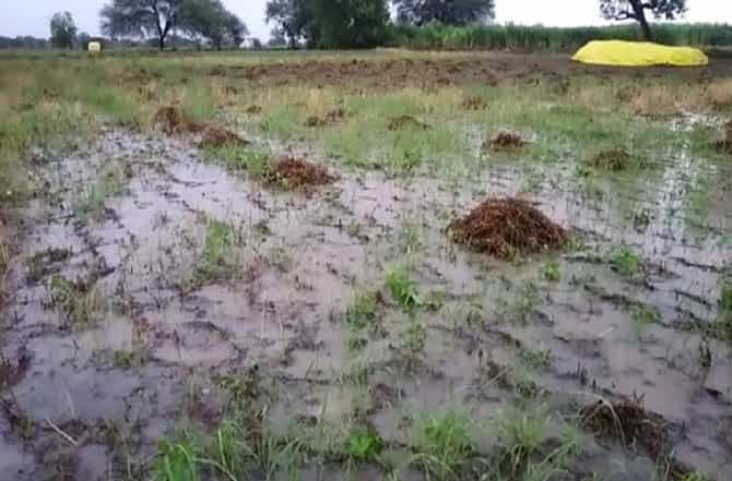जे तीन वर्षात घडंल नाही ते यंदाच्या खरीपात लातूर विभागात पाहायला मिळालं...!
