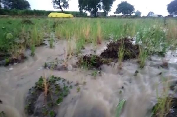 हिंगोली : कापून टाकलेल्या सोयाबीनमधून पावसाचे पाणी वाहत असल्याचे चित्र दिसून आलं, सोयाबीन भिजल्यानं शेतकऱ्याच्या तोंडचा घास हिरावला गेलाय