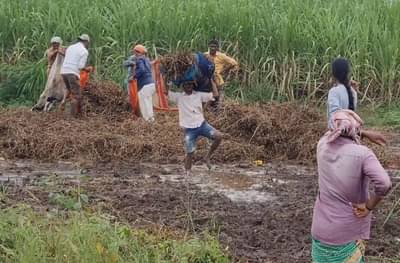 वावरात आलेलं पीक आता पदरात पाडून घेण्यासाठी योग्य व्यवस्थापनाची आवश्यकता, शेतकऱ्यांसाठी मुहत्वपूर्ण सल्ला