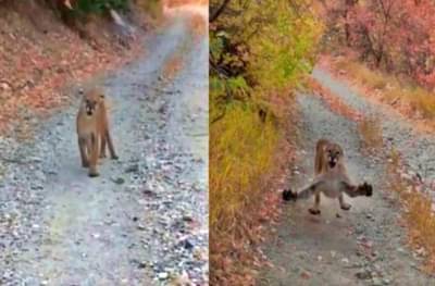 रस्त्याने चालताना समोर अचानक माऊंटेन लायन, 6 मिनिटांपर्यंत चाललेल्या पाठलागाचा थरकाप उडवणारा व्हिडीओ व्हायरल
