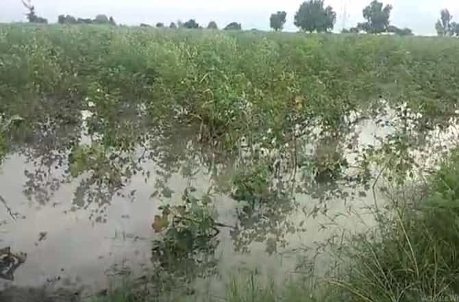 पिकांच्या नुकसानीचे पंचनामे करण्यासाठी तलाठी संघटनेची महसूलच्या संपामधून माघार, सामाजिक बांधिलकीचं कौतुक