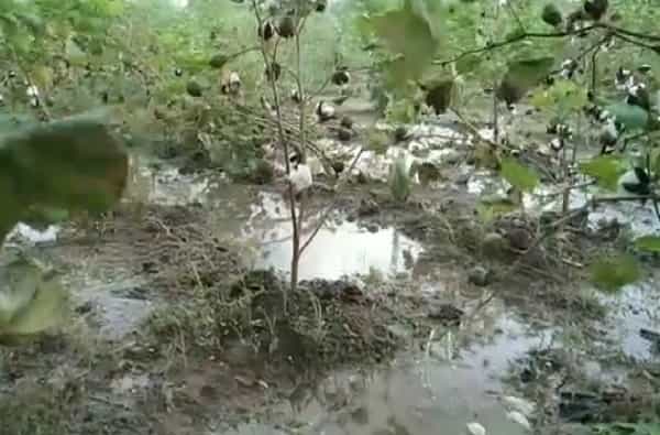 बीड: मुसळधार पावसामुळे बीड जिल्ह्यातील शेतीचं प्रचंड नुकसान झालं आहे. कापूस नासला आहे तर सोयाबीनवर बुरशी आलीय.