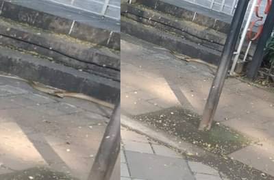 PHOTO : मुंबईत दादरच्या शिवाजी पार्कात सापांचा सुळसुळाट