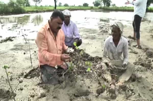 औरंगाबाद: हातातोंडाशी आलेले सोन्यासारखे पीक मातीमोल झाले आहे. त्यामुळे शेतकऱ्यांवर धाय मोकलून रडण्याची वेळ आली आहे. औरंगाबादमध्ये ‘टीव्ही 9 मराठी’ने या शेतकऱ्यांशी संवाद साधला तेव्हा त्यांनी कॅमेऱ्यासमोर आपल्या अश्रूंना मोकळी वाट करून दिली. चिखल आणि गाळात लोळून रडणाऱ्या शेतकऱ्यांचे हे विदारक चित्र डोळ्यात अश्रू उभे करणारे आहे.