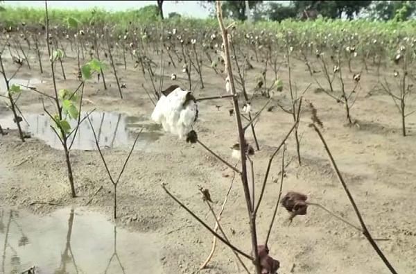 कपाशी, सोयाबीन आणि मक्याचे  संपूर्ण पीक उद्ध्वस्त झाले आहे.