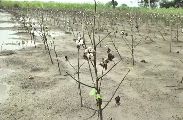 पाण्यात भिजल्यामुळे कपाशीच्या पिकाची झालेली ही अवस्था.