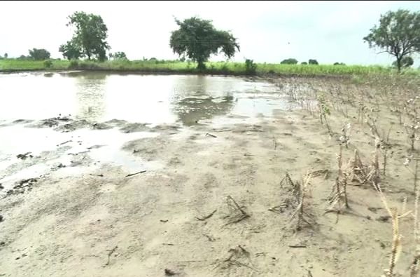 याठिकाणी इतका पाऊस पडला आहे की शेतजमिनीला पाणथळ जागेचे स्वरुप आले आहे.
