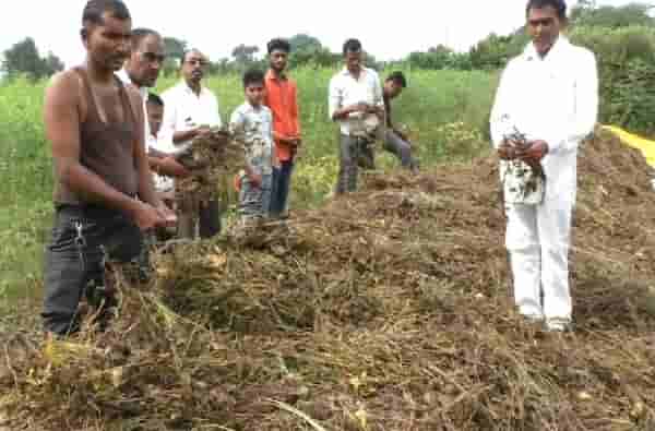 वाशिमला पावसानं झोडपलं, 75 हजार हेक्टरवरील सोयाबीनचं नुकसान