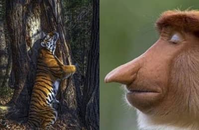 Photos | झाडाला मिठी मारणारी वाघीण ते लांब नाकाचं माकड, या फोटोंनी केवळ पुरस्कारच नाही तर लोकांची मनंही जिंकली