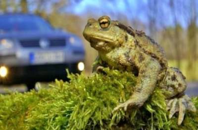 OMG: एक असा देश जिथं बेडकांना रस्ता ओलांडू देण्यासाठी ट्रॅफिक थांबवली जाते