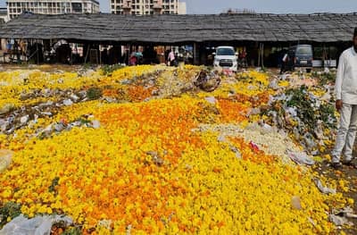 पावसामुळे ऐन नवरात्रीत फुलं खराब, विक्री होत नसल्याने फुलं रस्त्यावर फेकण्याची वेळ