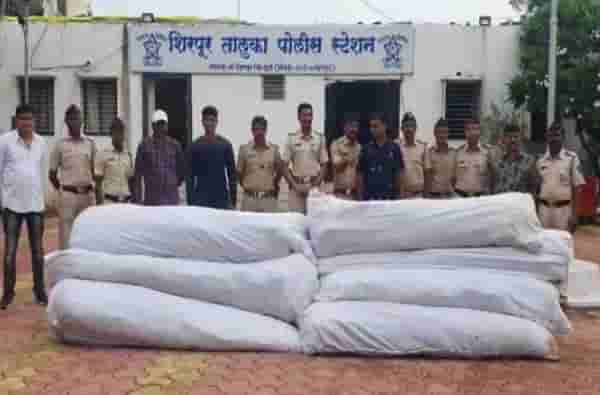 धुळ्यात पोलिसांकडून गांजाची शेती उद्ध्वस्त, 6 लाखांची गांजा रोपं जप्त