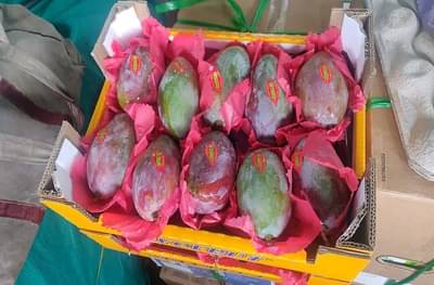 APMC च्या फळ मार्केटमध्ये स्पेनचा हापूस, 10 आंब्यांची किंमत 4,500 रुपये