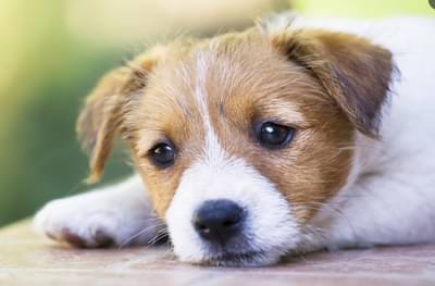 कुत्रे फिरवण्यासाठी तगडा पगार, वर्षाकाठी 29 लाखांची ऑफर, निवृत्तीनंतर पेन्शनही