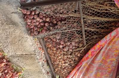 नाशिकमध्ये शेतकरी हवालदिल; चोरट्यांकडून जाळ्या तोडून 10 ते 15 क्विंटल कांदा लंपास